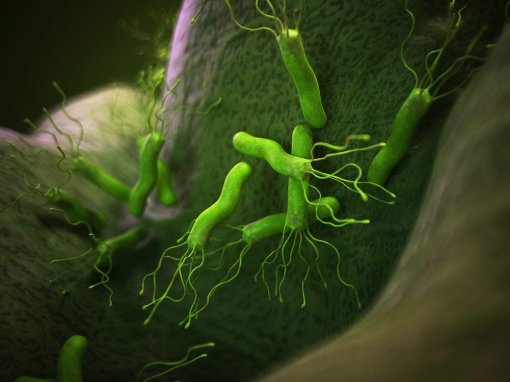 helicobacter pylori